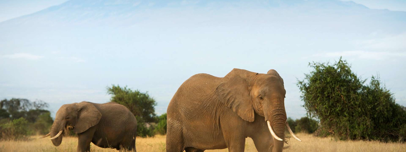 Ruaha National Park