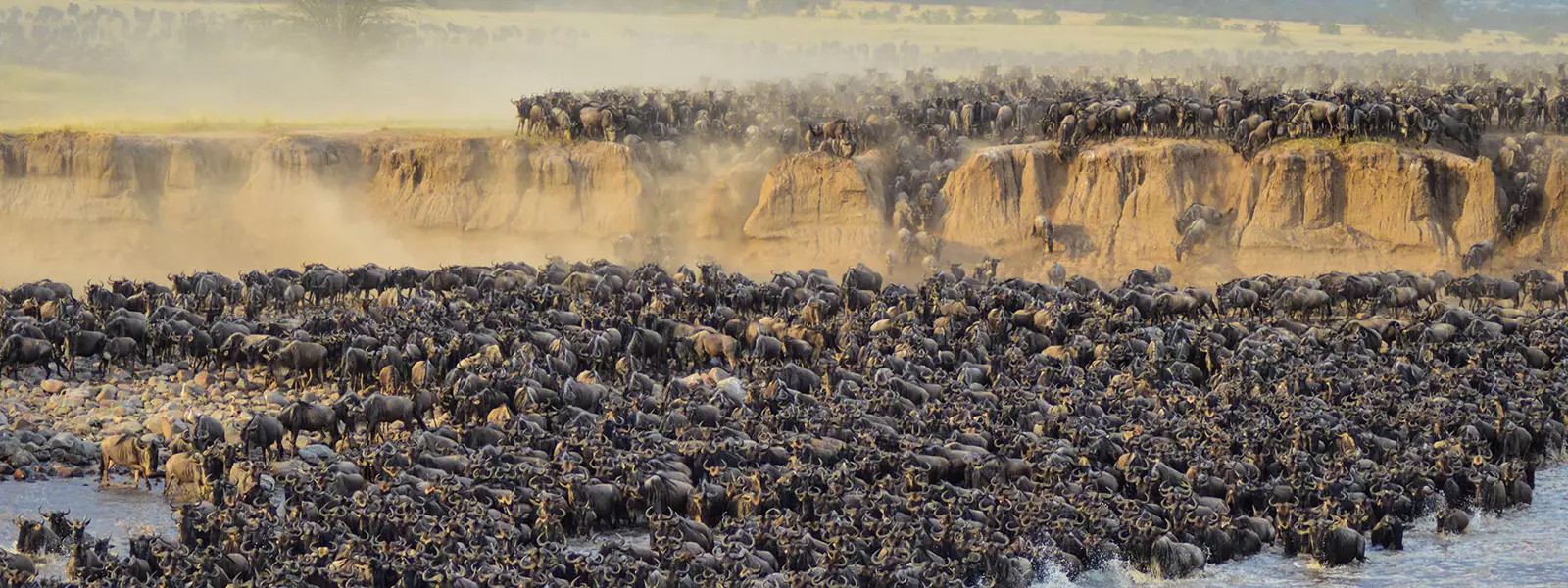 The Great Wildebeest Migration