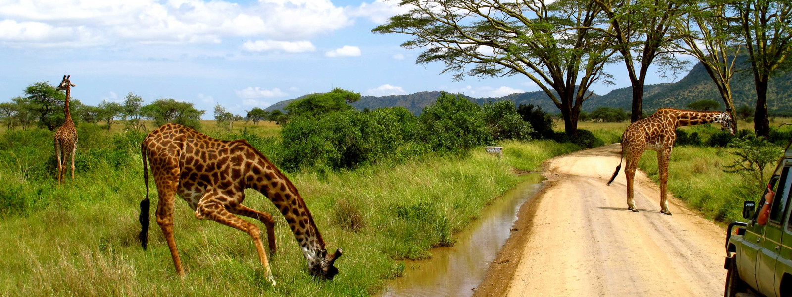 Tarangire Park