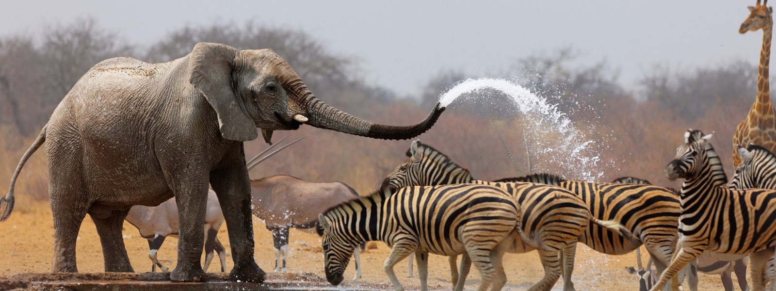 Etosha National Park