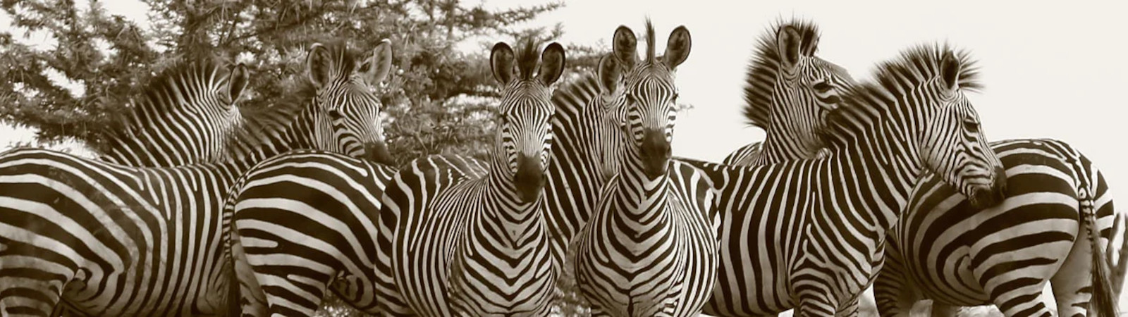 Photographic Safaris