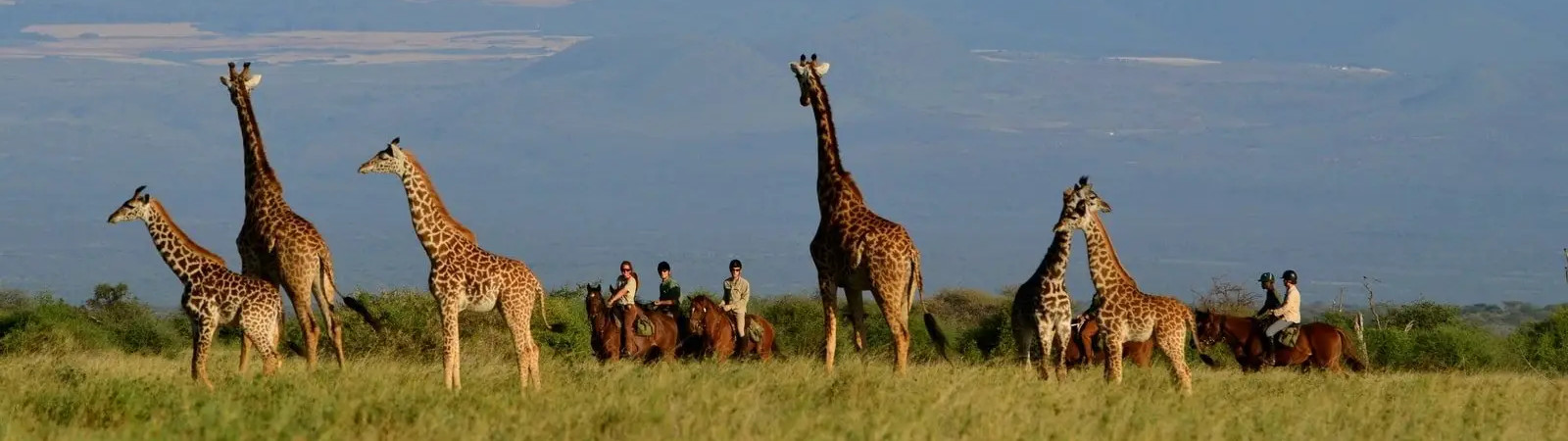 Horse Riding Safaris