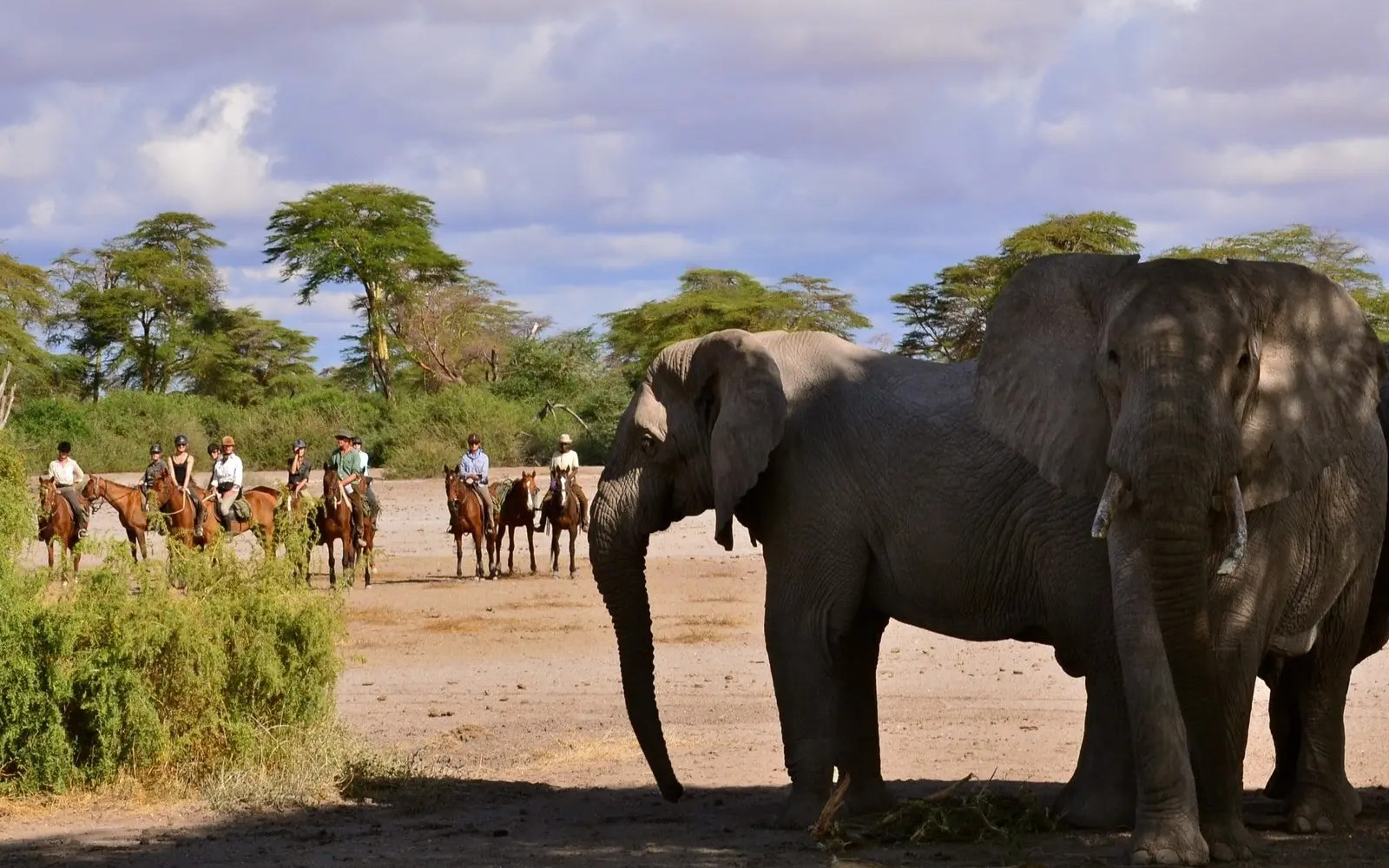 Horse Riding Safaris