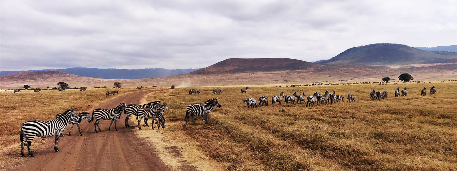 Tanzania Simba Luxury Safari