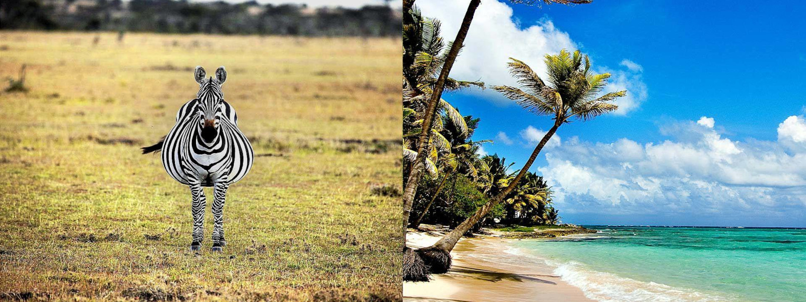 Ndutu Migration Calving Season & Zanzibar