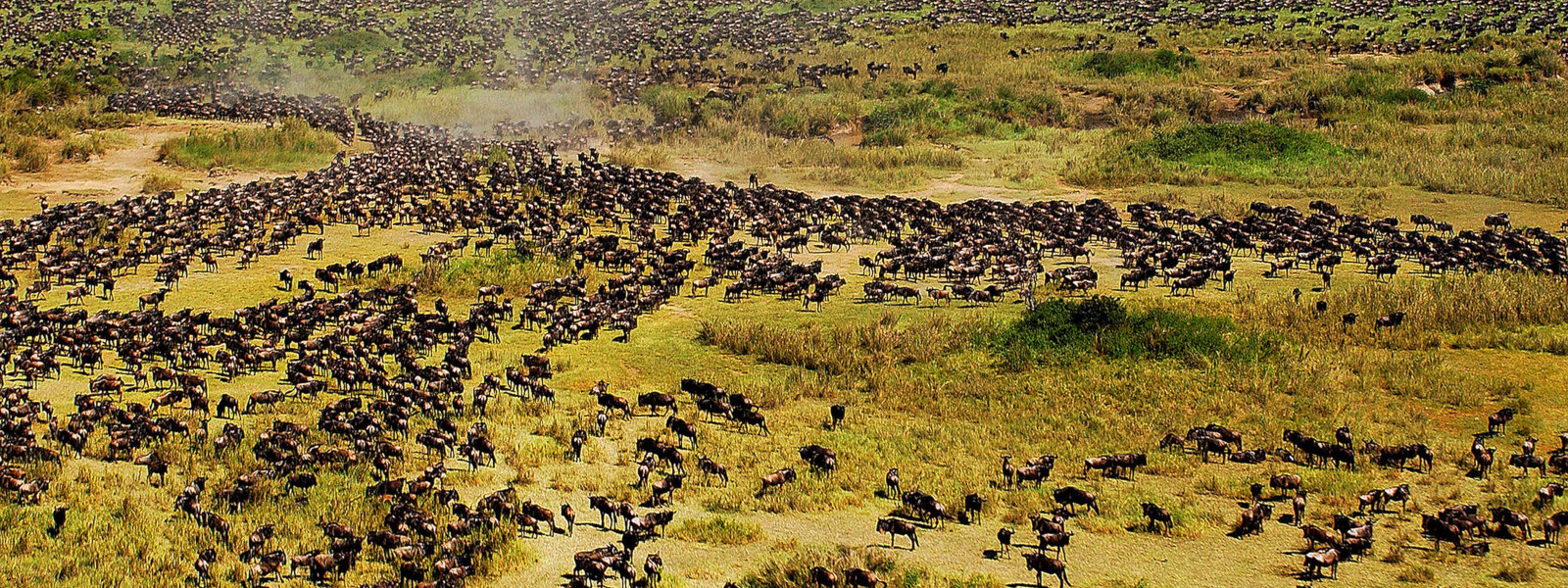 Journey of the Wildebeest