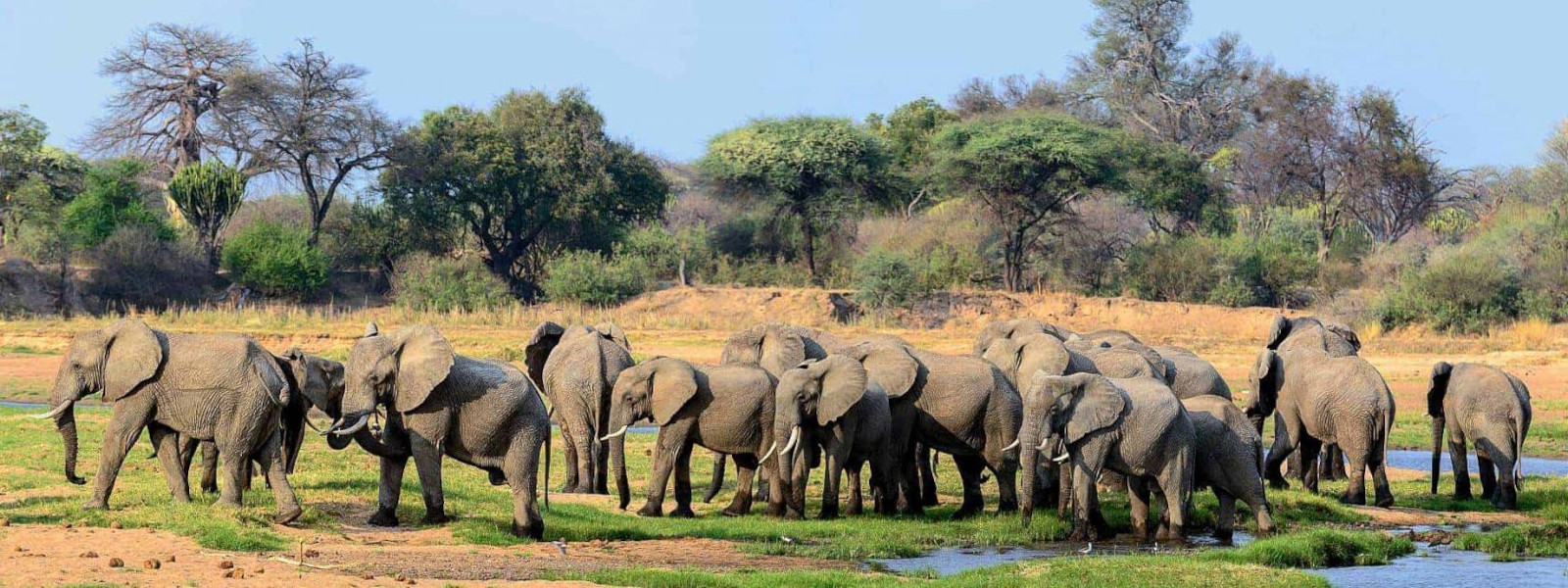 Ruaha National Park & Zanzibar Holiday