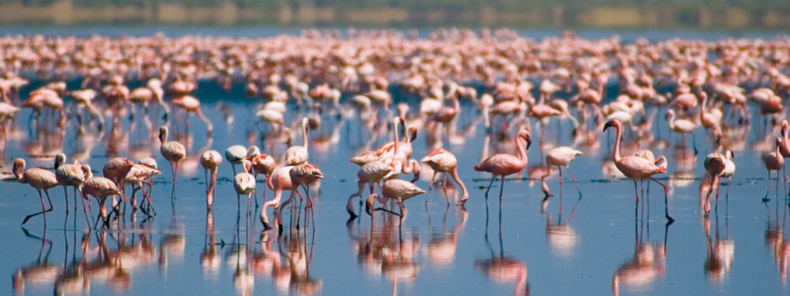 Day Tour in Lake Manyara National Park