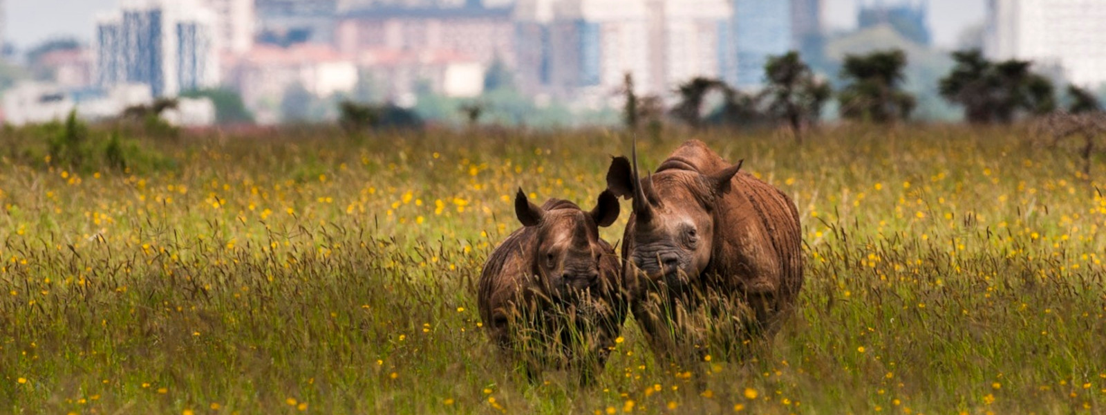 Day Tour in Nairobi National Park