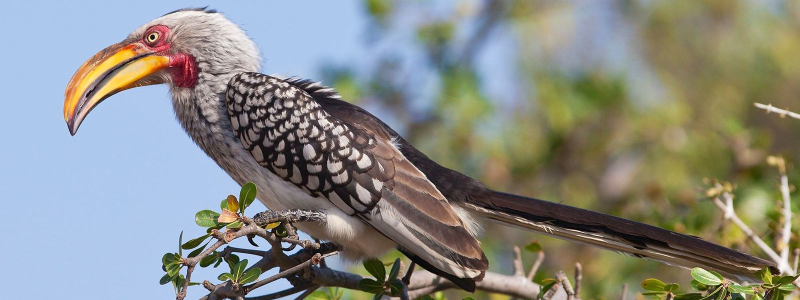 Nyerere National Park (Selous Game Reserve)