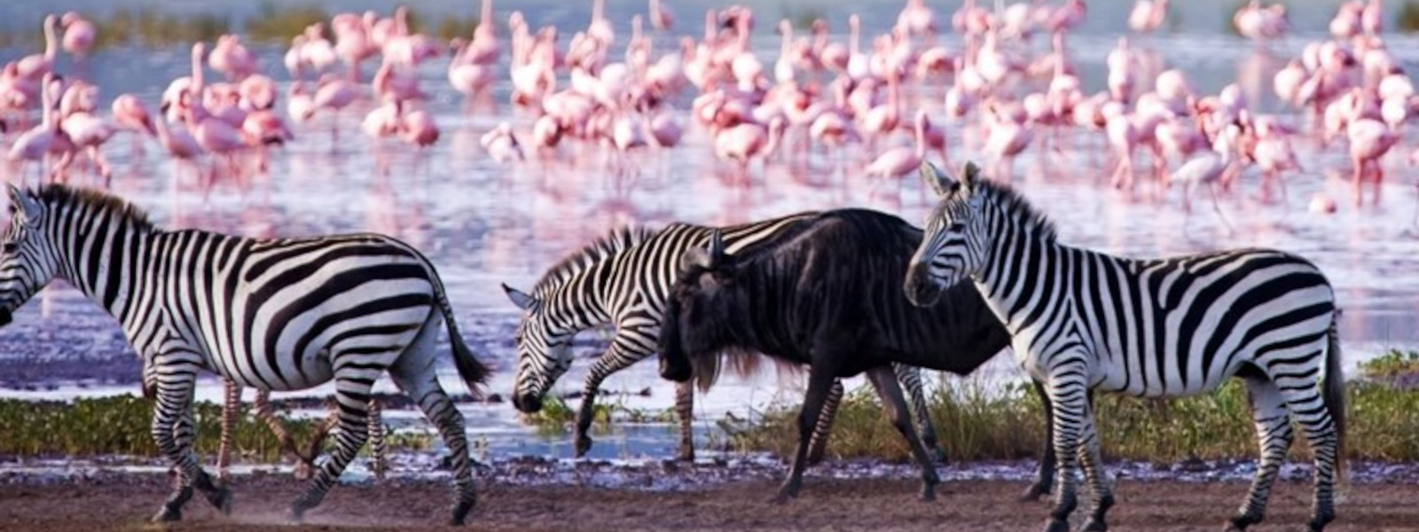 Lakes Nakuru & Naivasha National Park