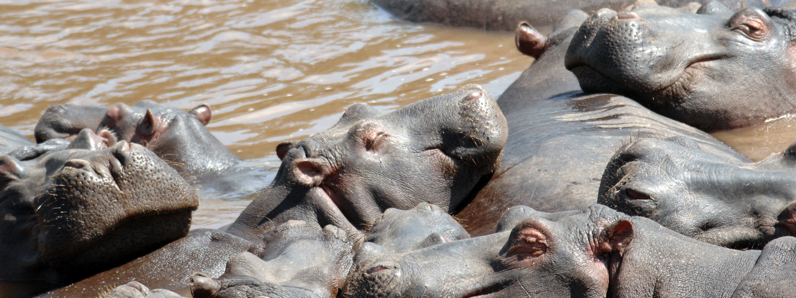 Day Tour in Mikumi National Park