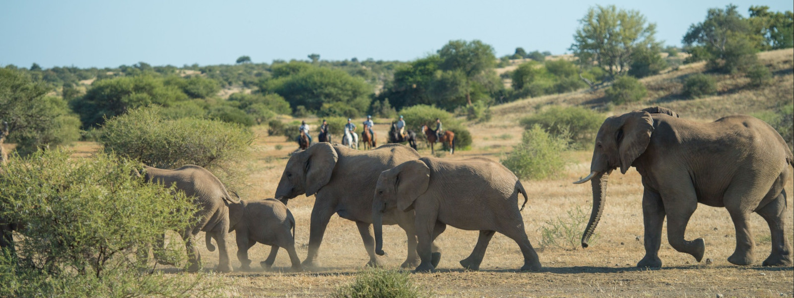 Tuli Horse Riding Safari