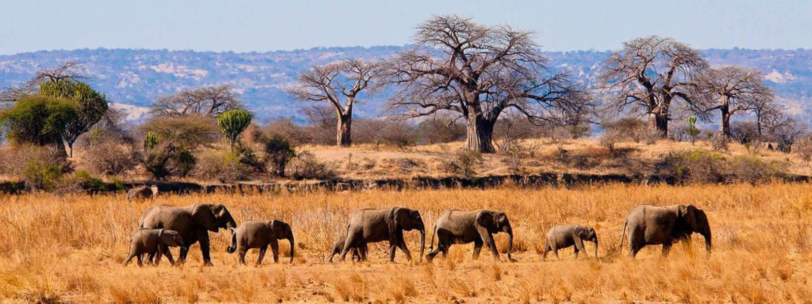 Day Tour in Tarangire National Park